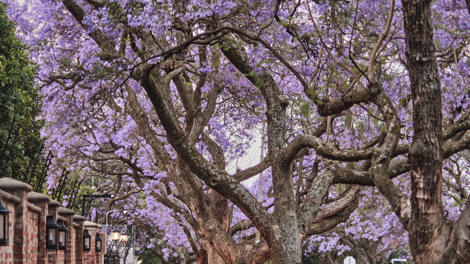 Jacaranda trees in full purple bloom over a Gauteng street