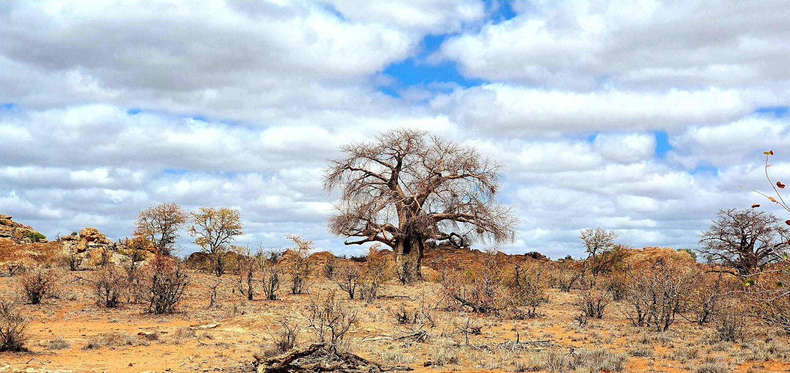 A baobab tree in the Limpopo bushveld