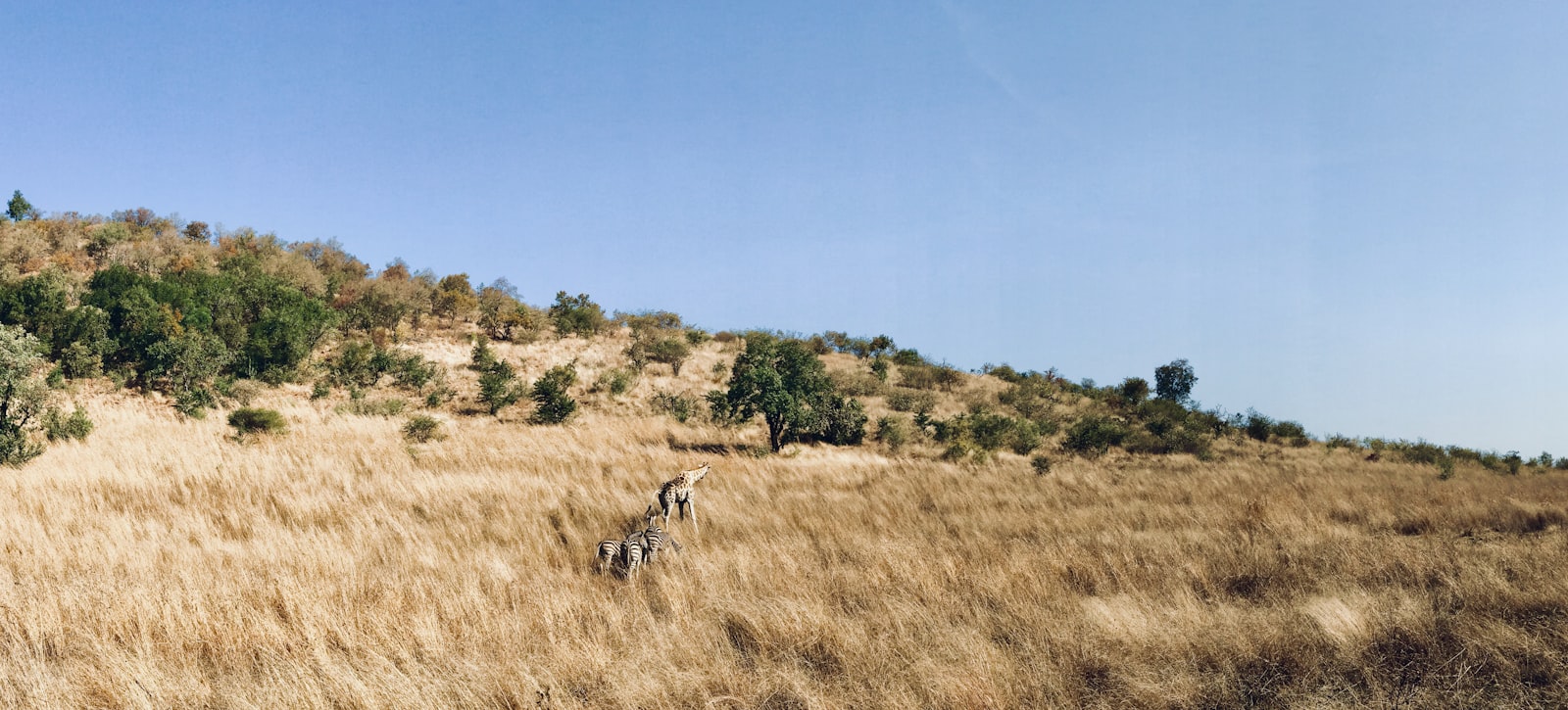 Bushveld and hills of the North West province