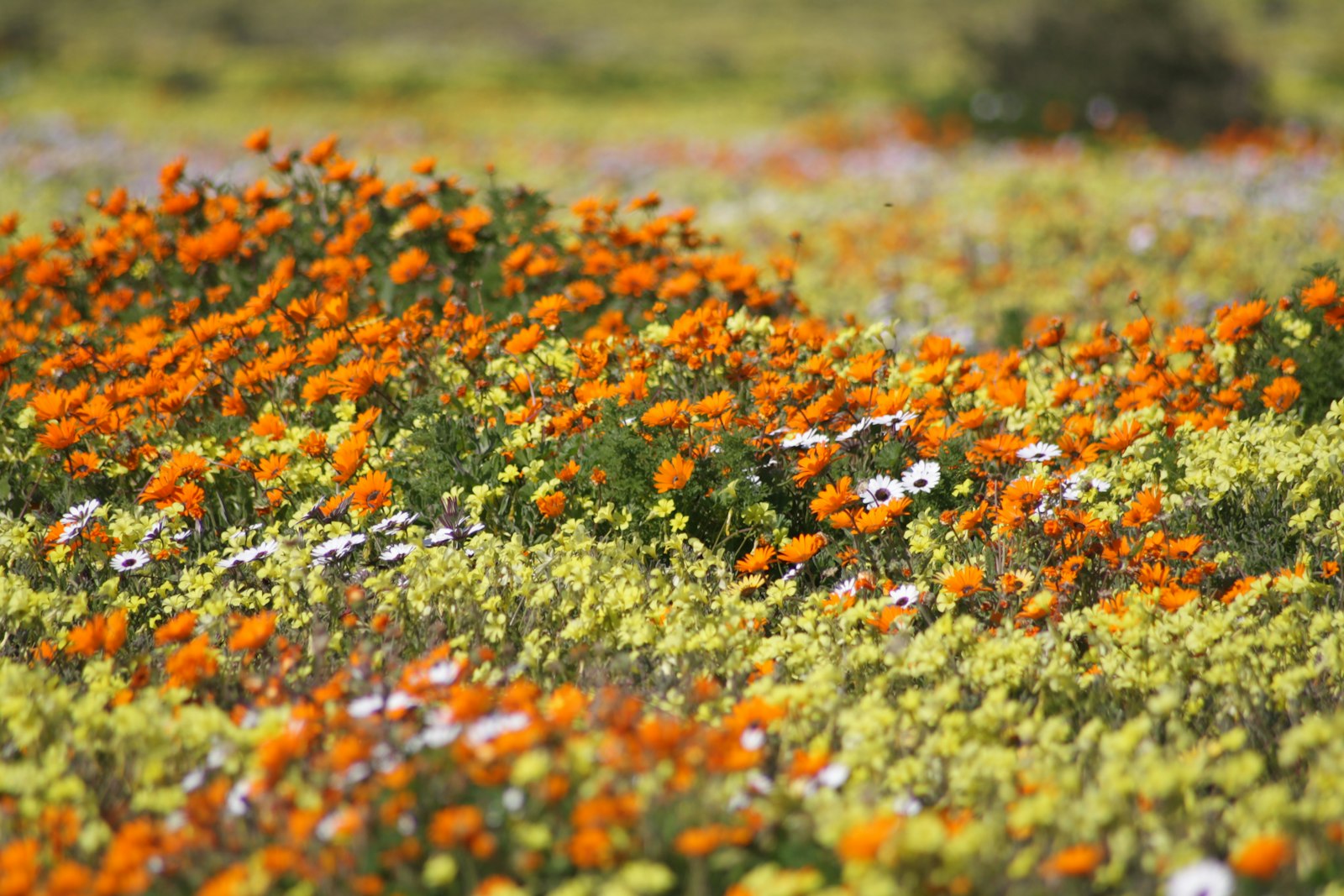 Namaqualand wildflowers in bloom in the Northern Cape